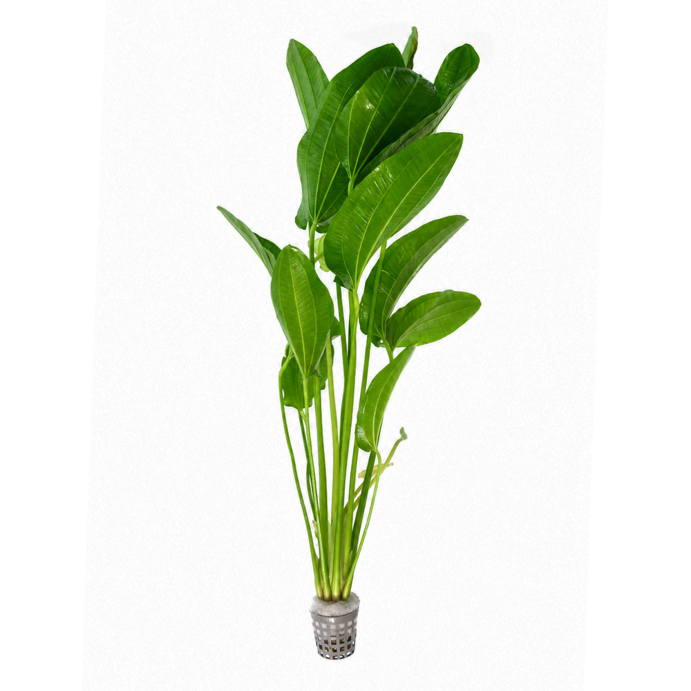 Echinodorus Cordifolius koszyk XXL roślina do akwarium